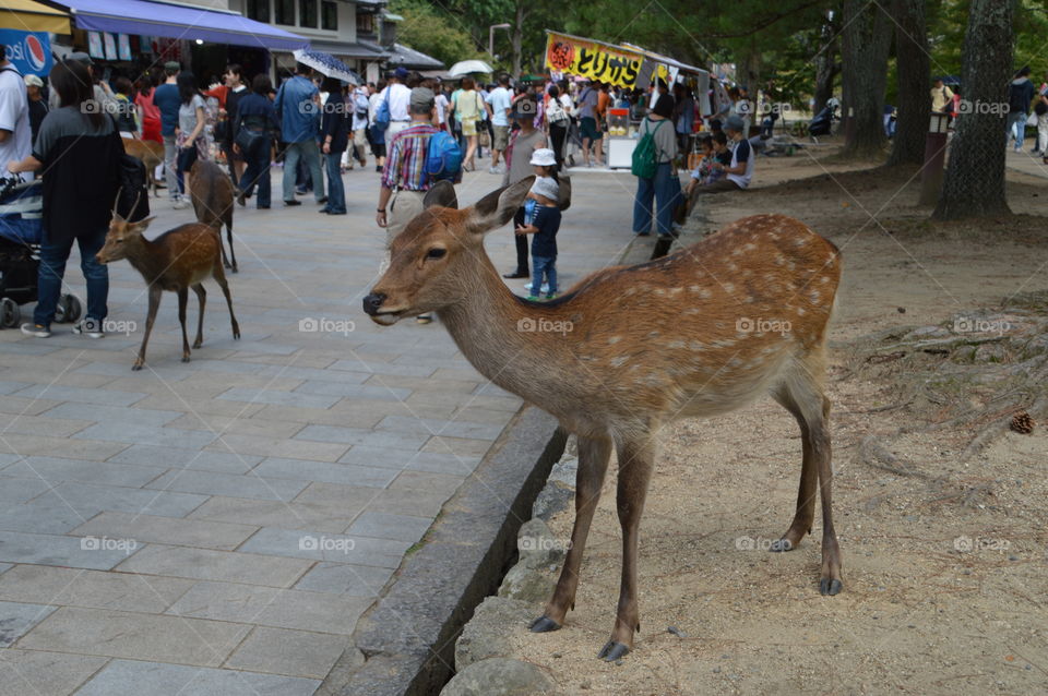 Wild Japanese Deer At Nara Park Japan