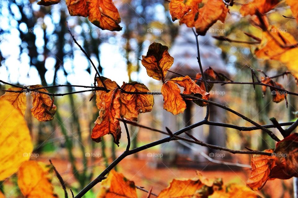 Close-up of autumn leafs