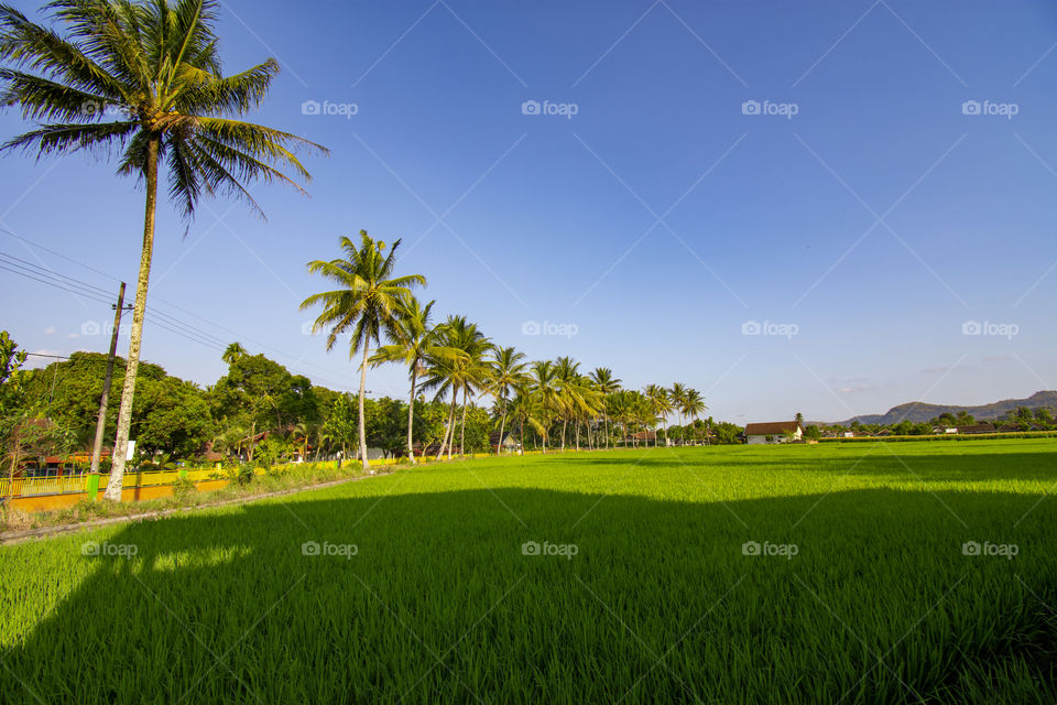views of green rice fields and coconut trees