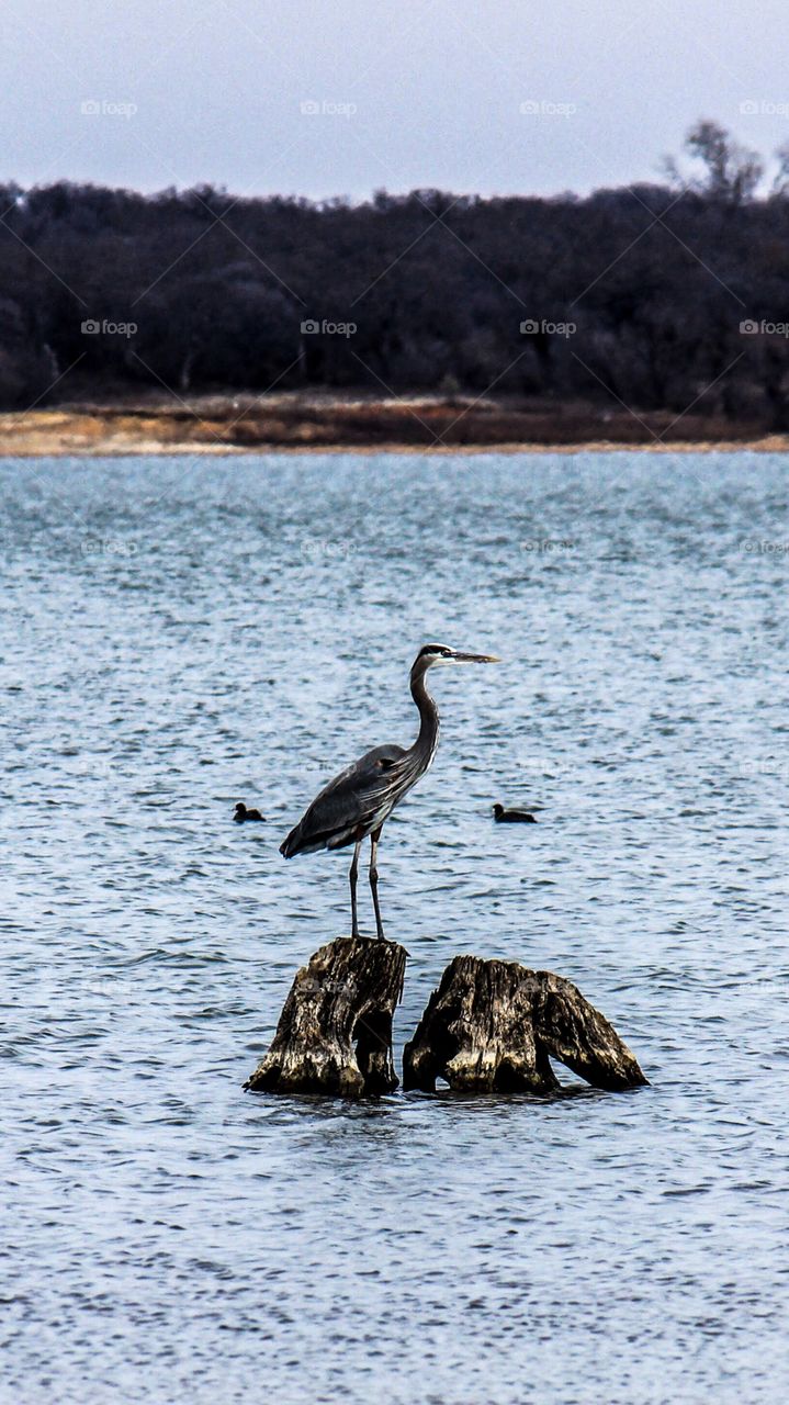 Crane on a Log