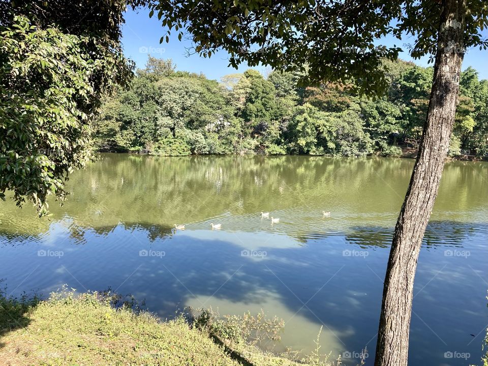 An image of great peace: the tranquil landscape of the Eloy Chaves Botanical Garden, in Jundiaí. / Uma imagem de muita paz: a tranquila paisagem do Jardim Botânico Eloy Chaves, em Jundiaí.
Os patos estão se divertindo no meio da água ou não?