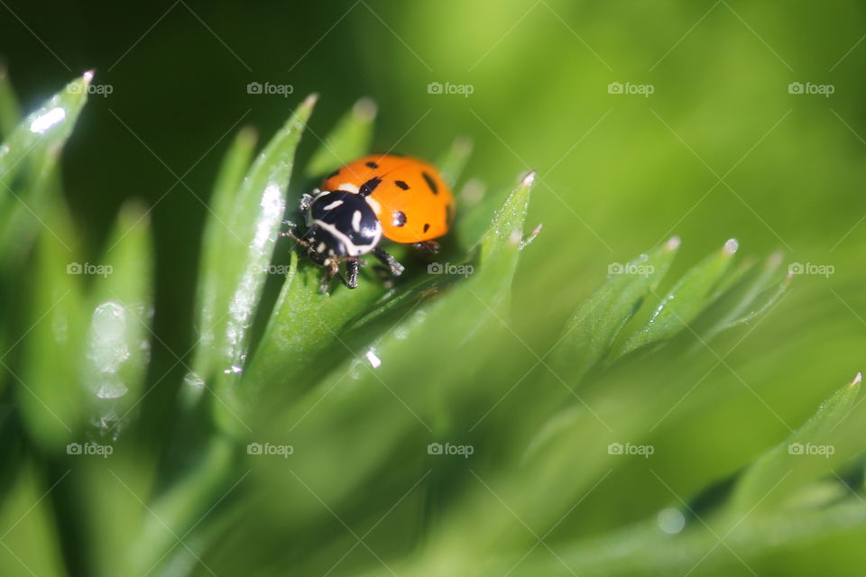 Close-up of ladybug on leaf