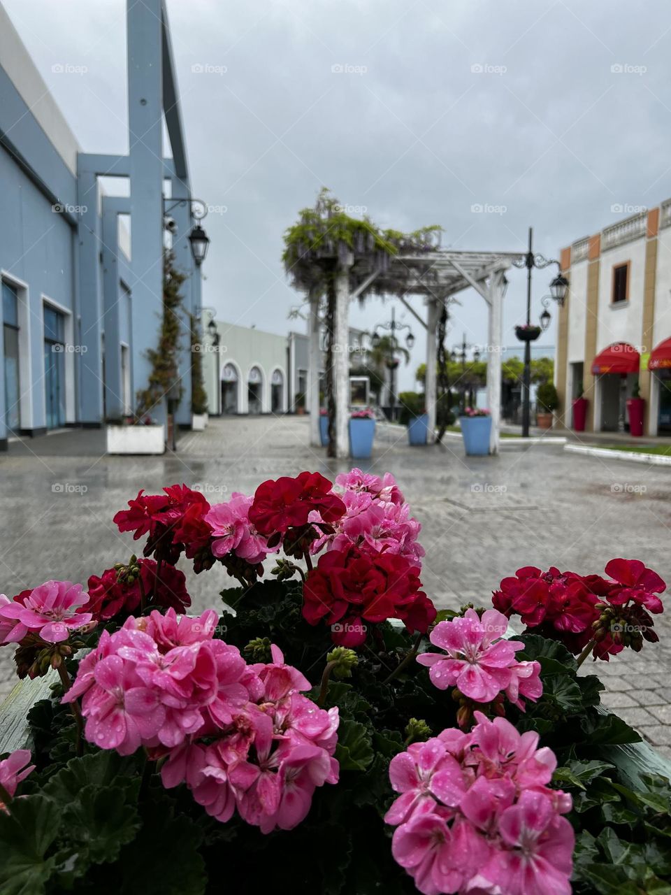 Urban nature plants 