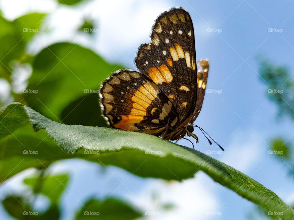 Chlosyne lacinia, the bordered patch or sunflower patch butterfly on green sunflower leaf on partly cloudy summer day.