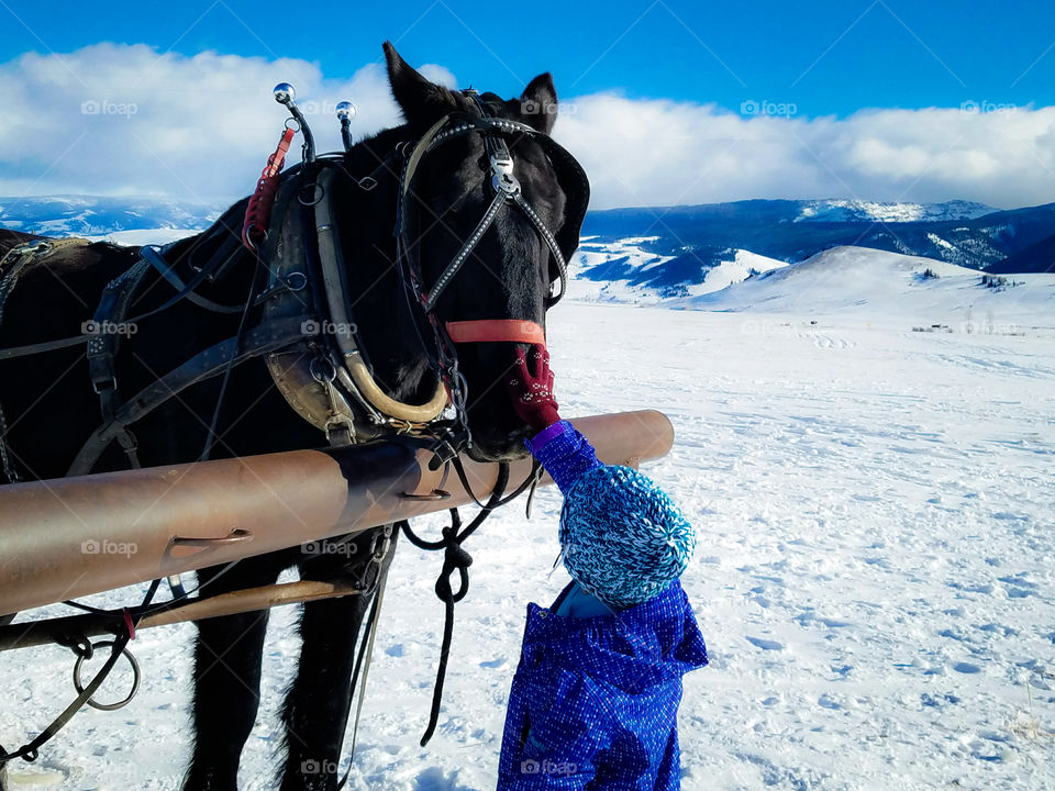 A girl touching black horse