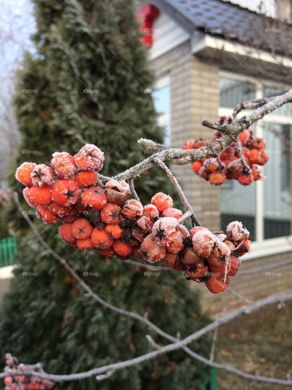 Icy berries
