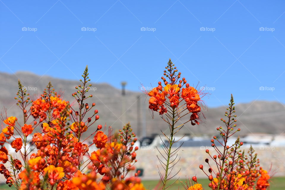 Orange Flowers