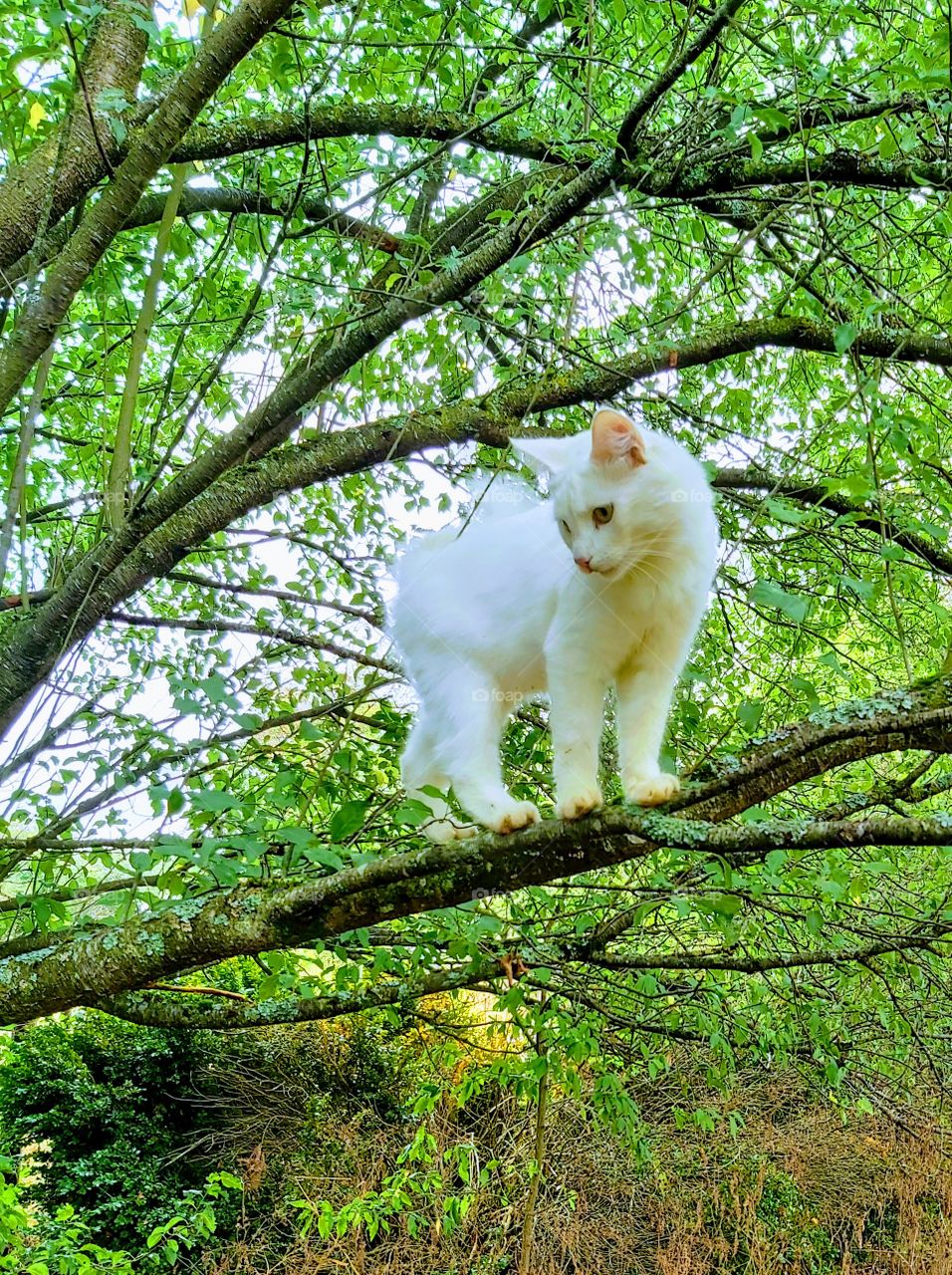 My cat in the tree