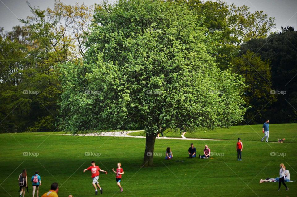 family leisure under tree