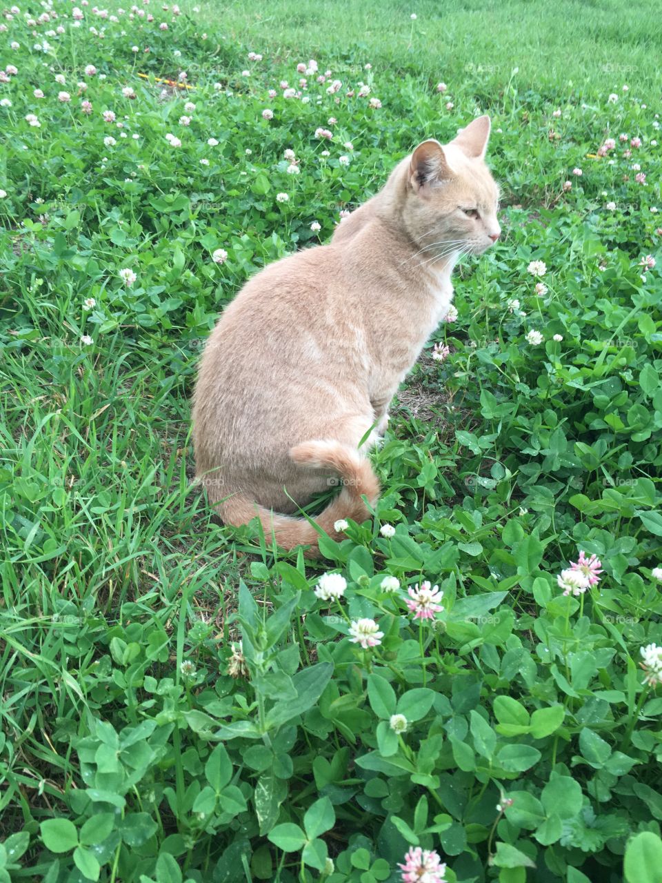 Peach in the clovers 
