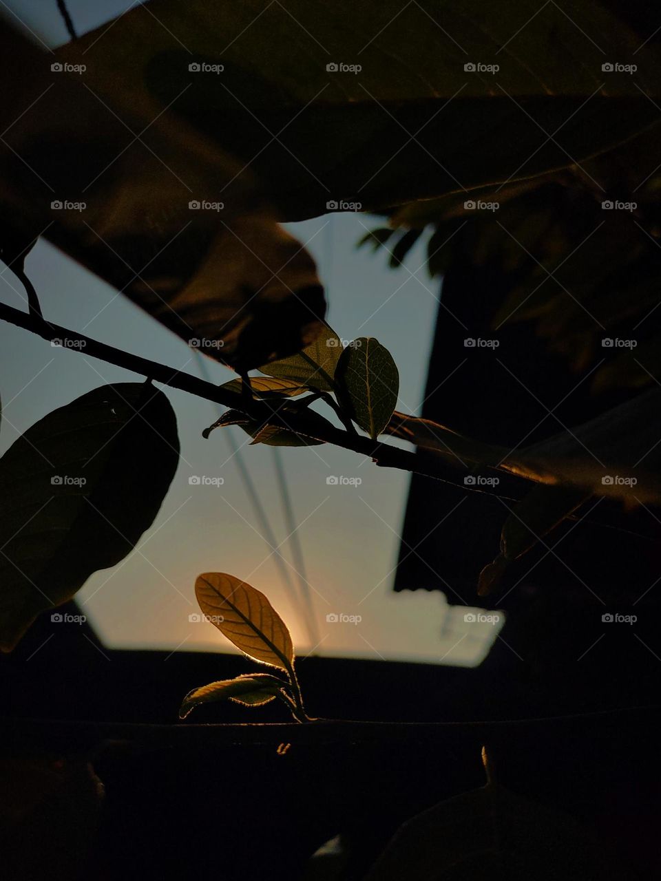 The leaves fall, the leaves rise, and the cycle begins anew.