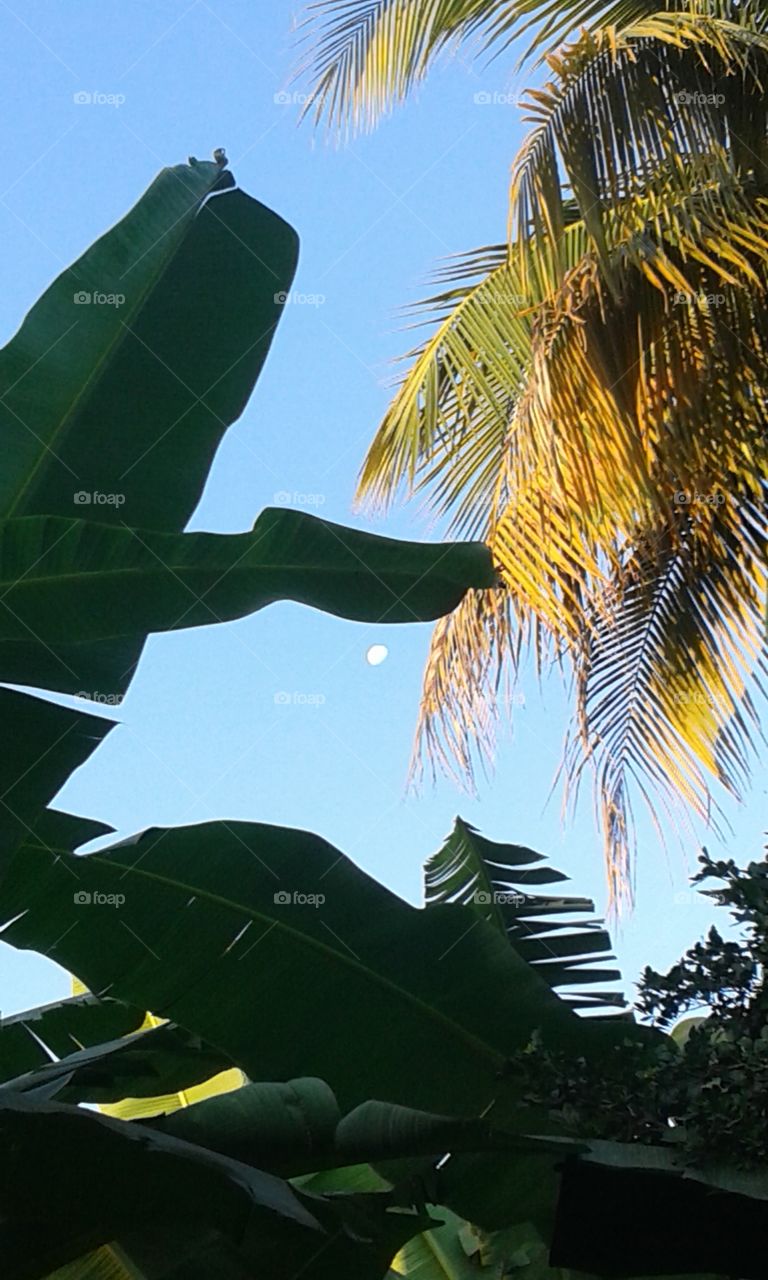 Tropical, Palm, No Person, Tree, Exotic