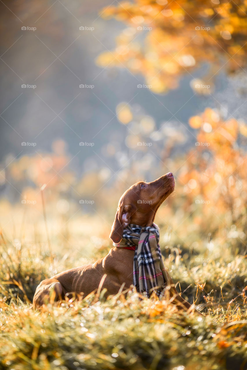 Hungarian Vizsla in wear at autumn park