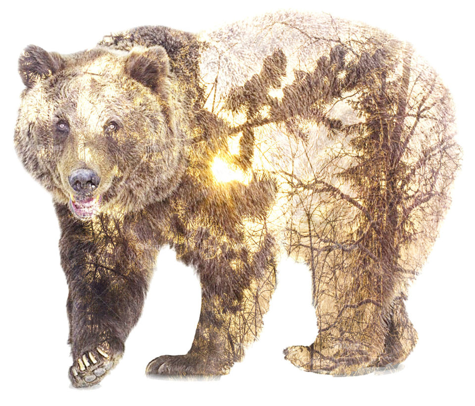 Double exposure silhouette of a Brown bear in the sun in the forest