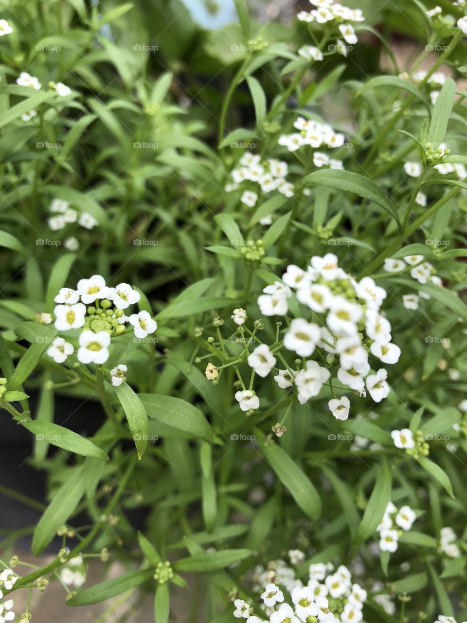 White cluster flowers