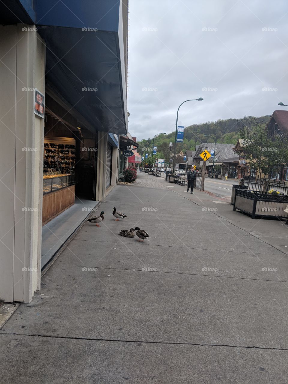 Duck town
