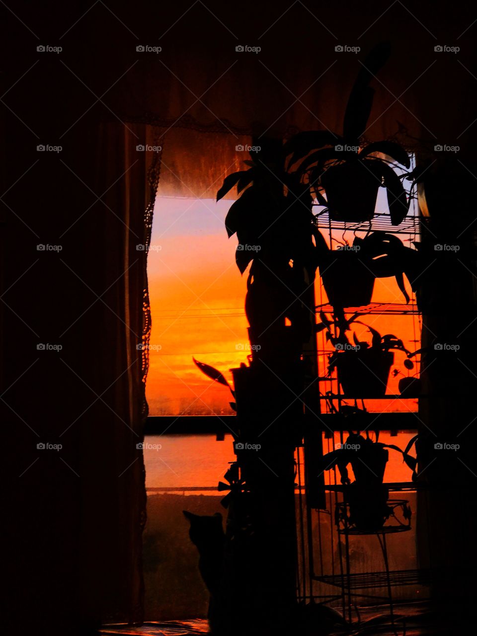 Our beautiful view and our beautiful plants and a cute kitty as well in the window. 