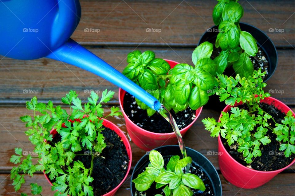 Gardener watering herb plants 
