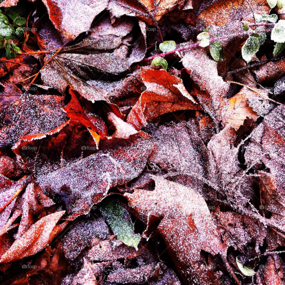 snow winter nature pretty by Zita