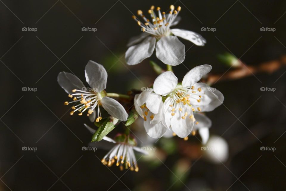 White blooms of a tree on a black background.