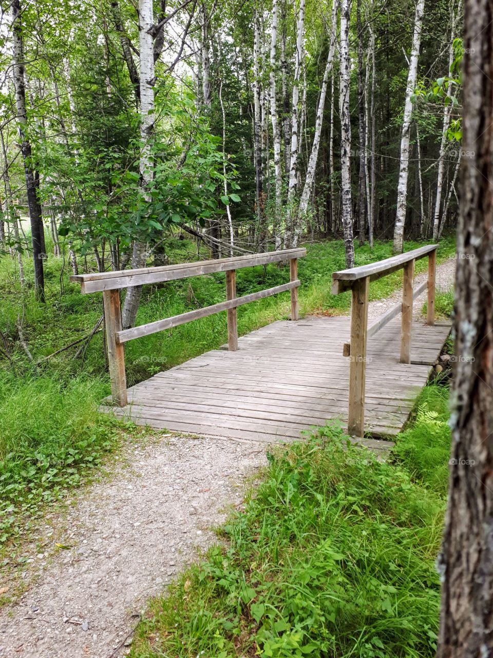 footbridge in the summer forest