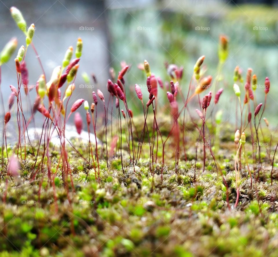 Moss blooming