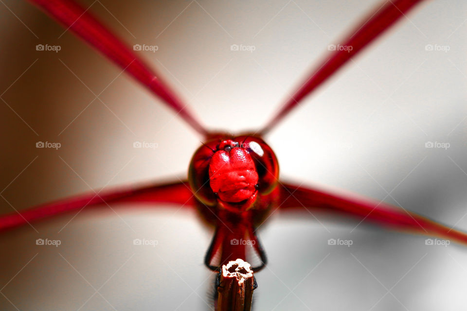 The smiling red dragonfly