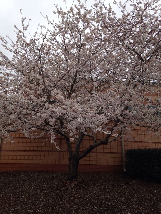 Cheery blossom  