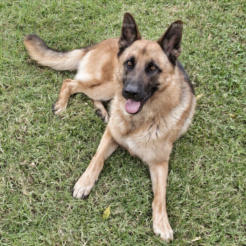 German Shepard