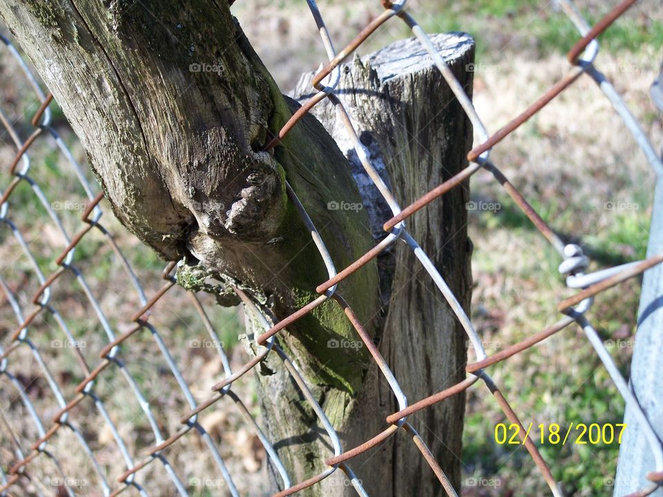 Tree grown into fence