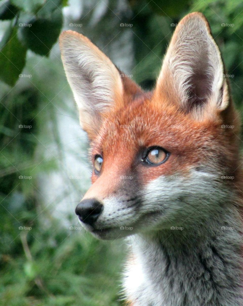 portrait of a fox in the garden 🦊