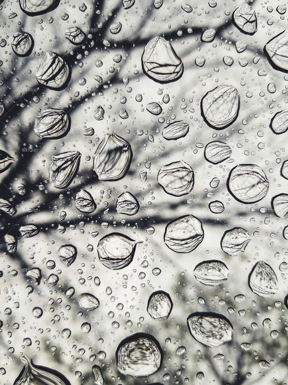 Drops of water that have remained on the glass substrate and reflect the environment and the trees around them