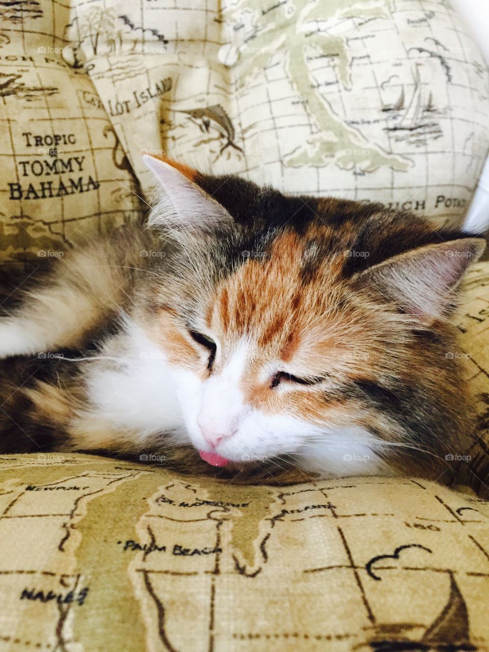 Cat tongue 