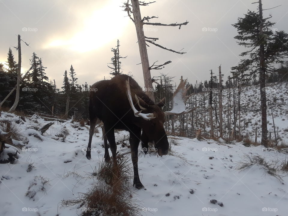 Moose at dawn