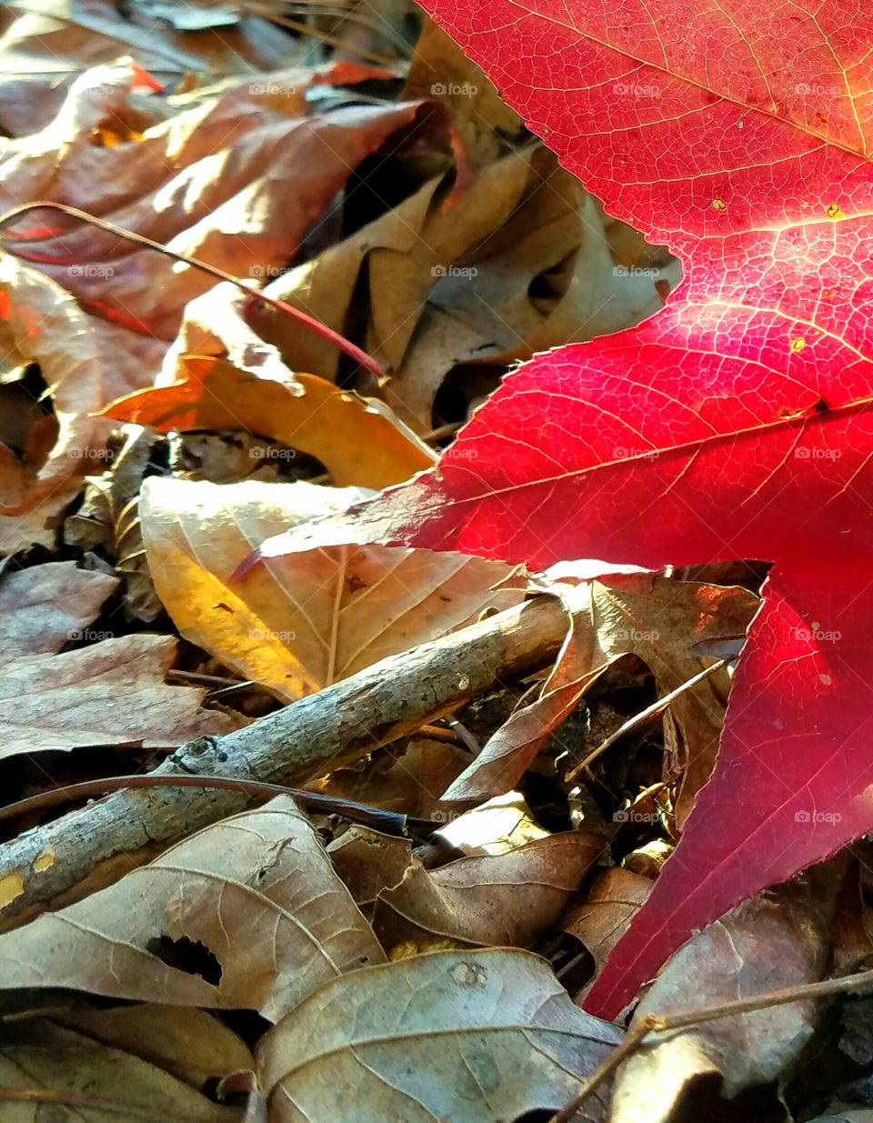 leaves in autumn