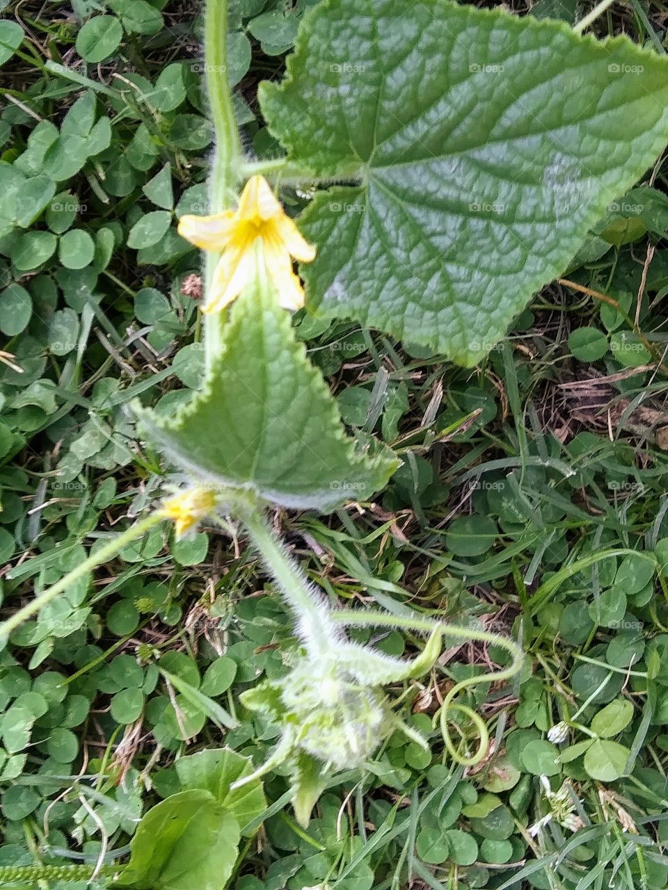 cucumber vine with flowers