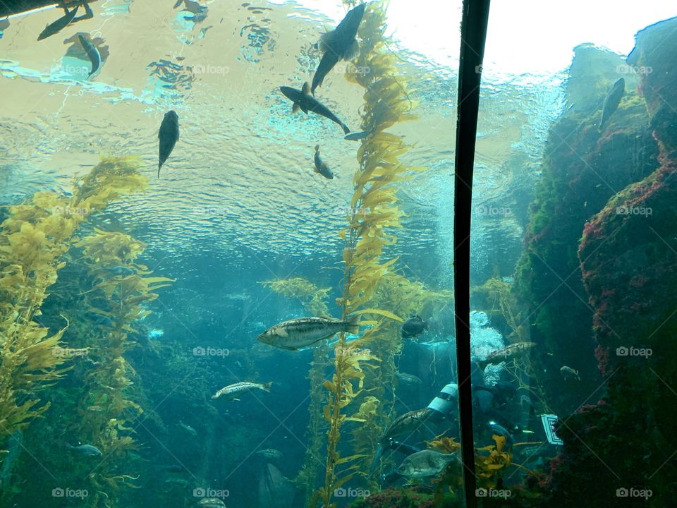Kelp Forrest at the California Science Center located in Los Angeles, California 