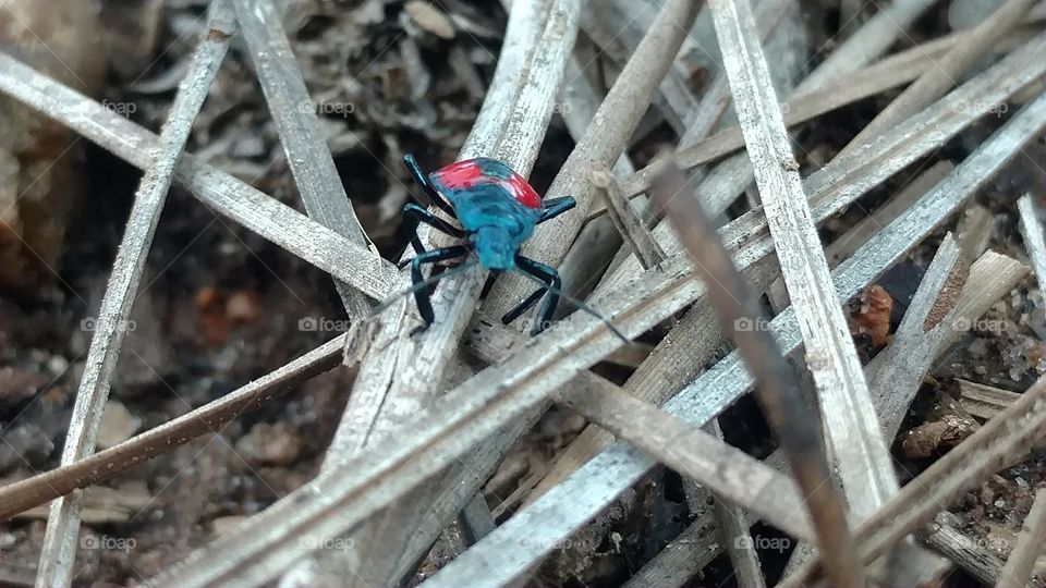 Insect, No Person, Nature, Wood, Outdoors