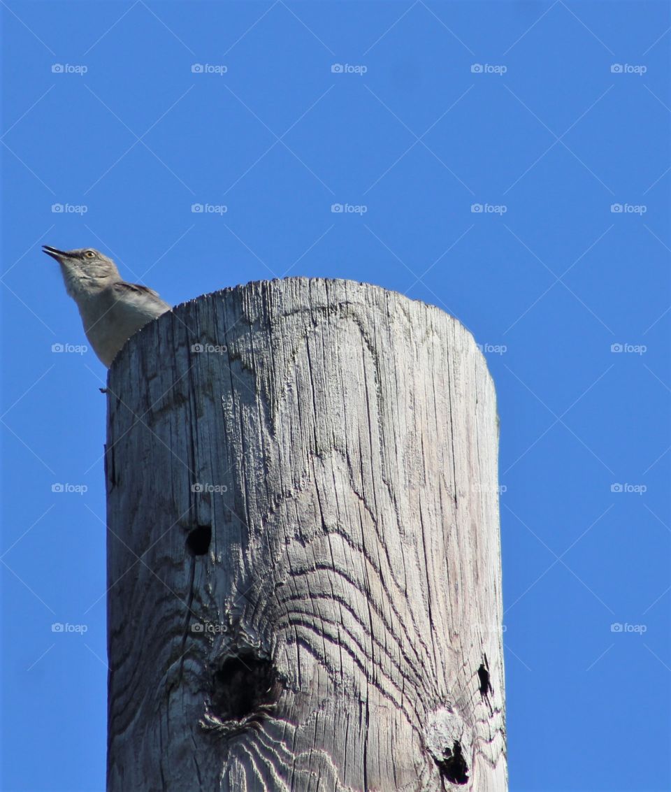 Young Northern mockingbird calling from atop wooden pole  with bright blue sky background 