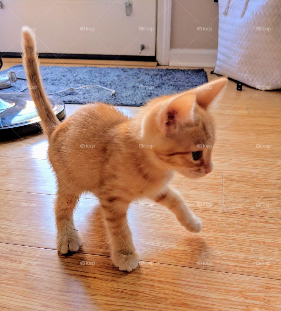 "Remember that time when we fostered pumpkin and he used to get into everything in sight? And how he'd love to get into my big purse to take naps?" Time flys by so fast.