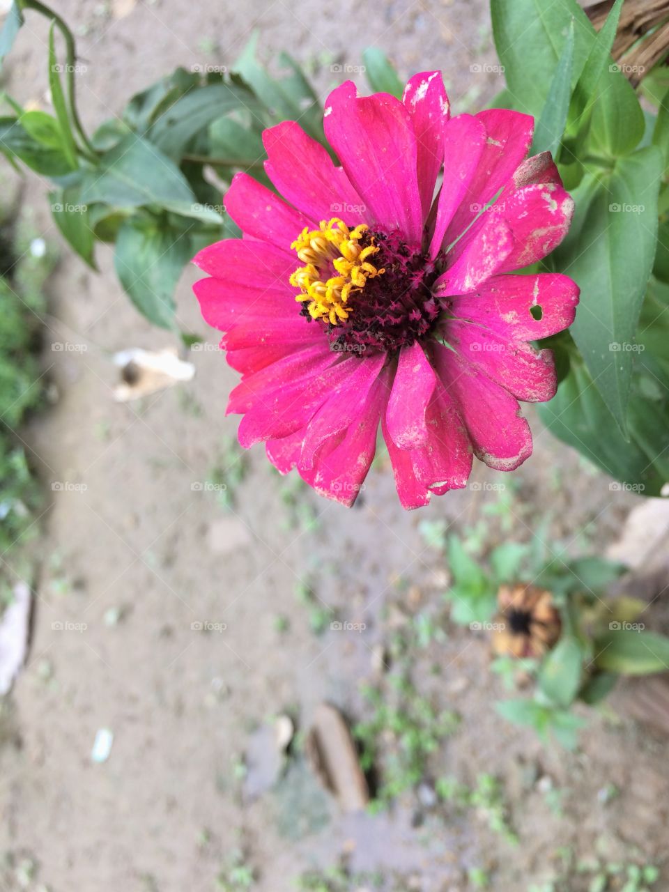 Colour full flowers