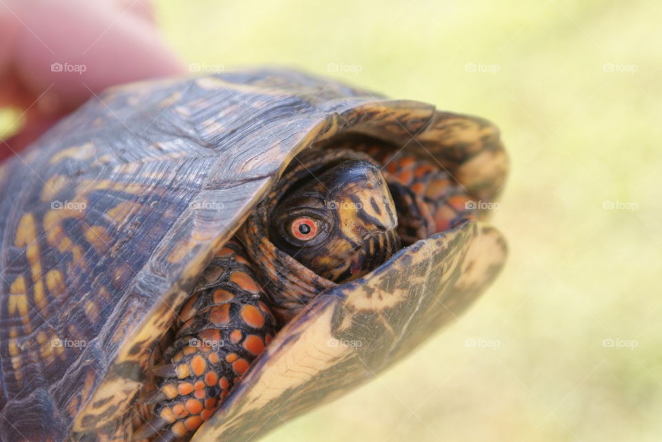 eastern box turtle