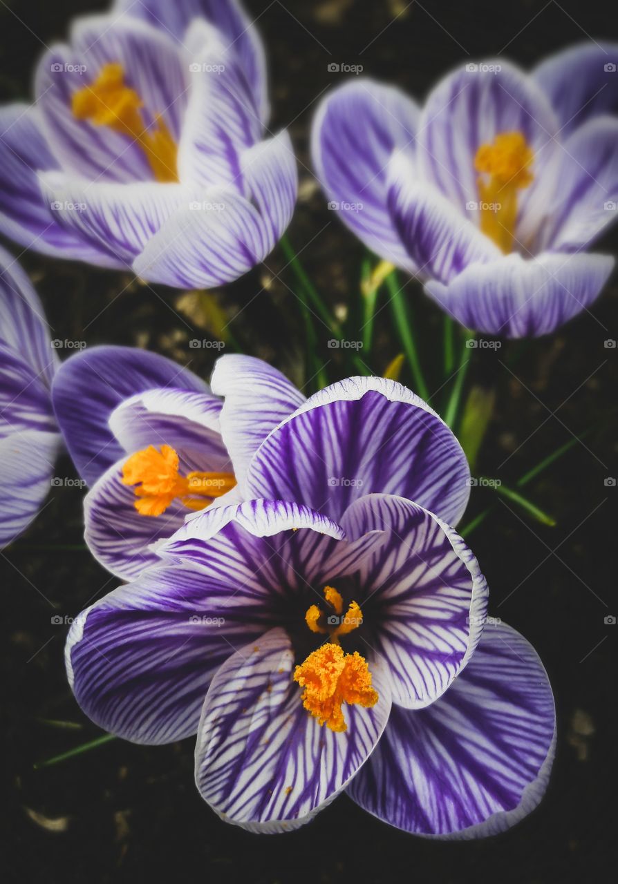 Springtime Crocus