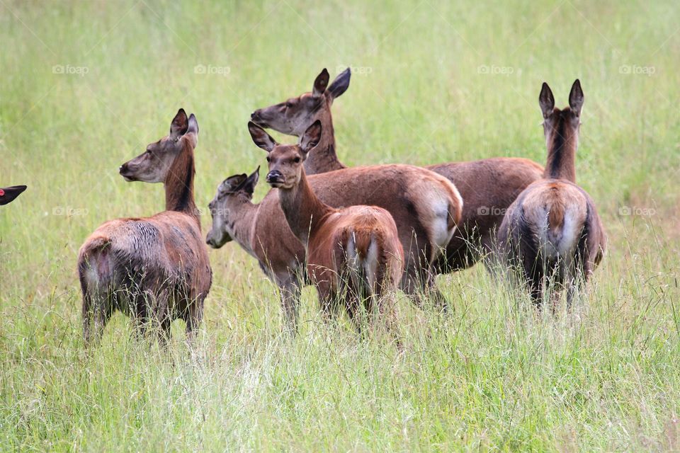 wild deer in the forest