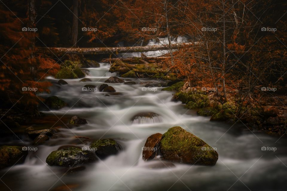 Autumn forests 