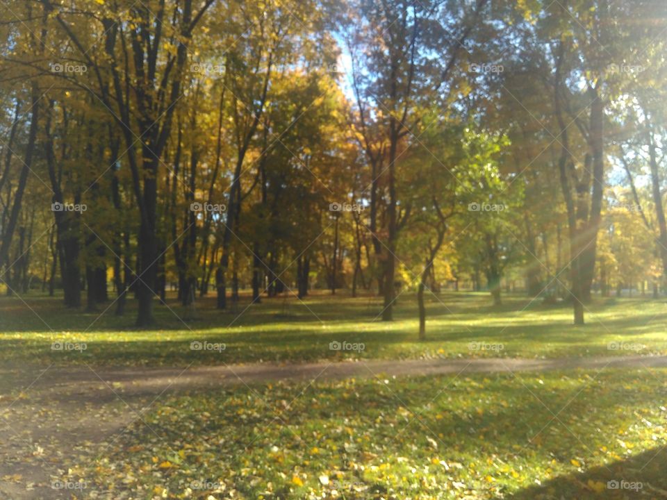 Fall, Tree, Park, Landscape, Leaf