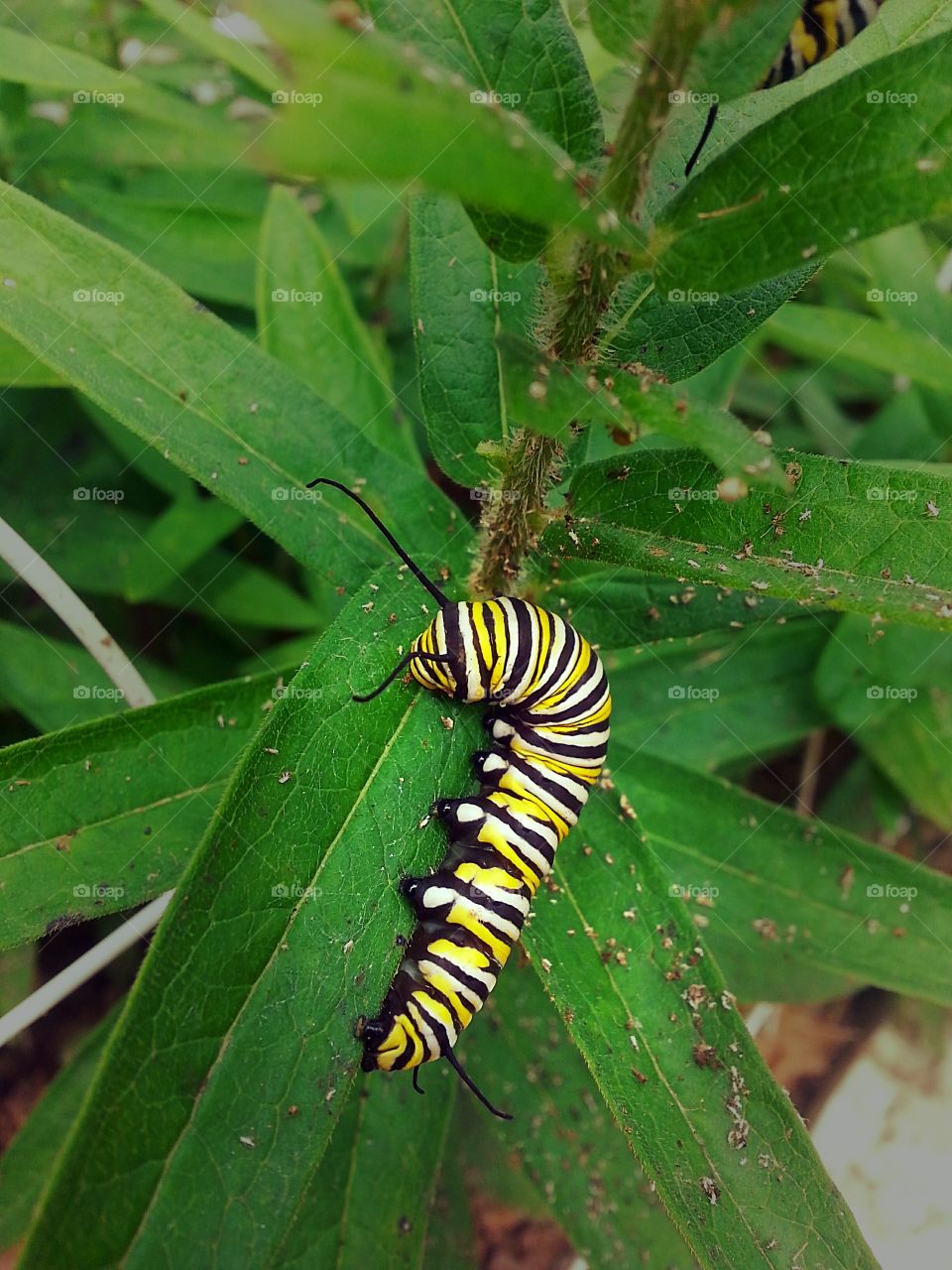 A caterpillar enjoys munching on a leaf.
