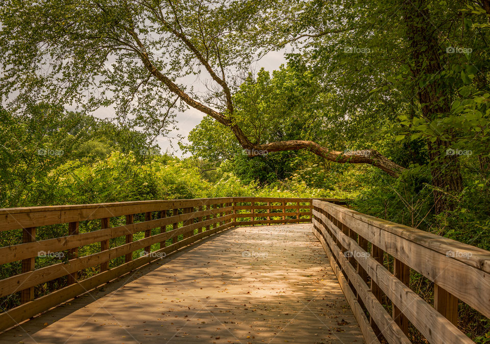 Boardwalk in woods along Chattahoochee River 