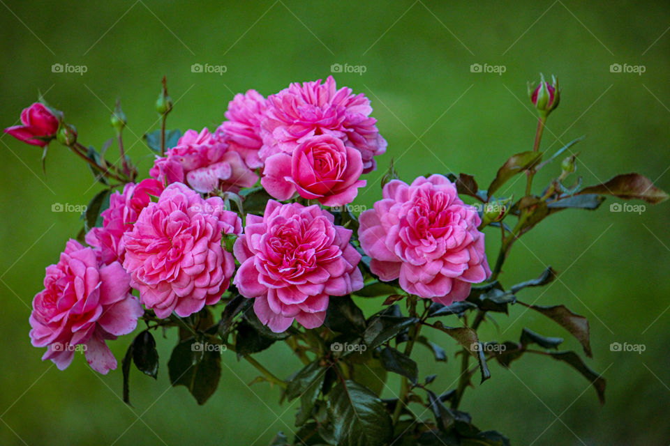 Pink rose tree