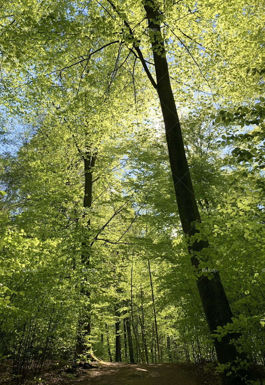 Spring in the woods